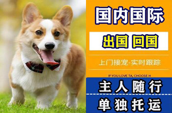 长宁区宠物托运公司长宁区宠物托运公司长宁区宠物托运公司