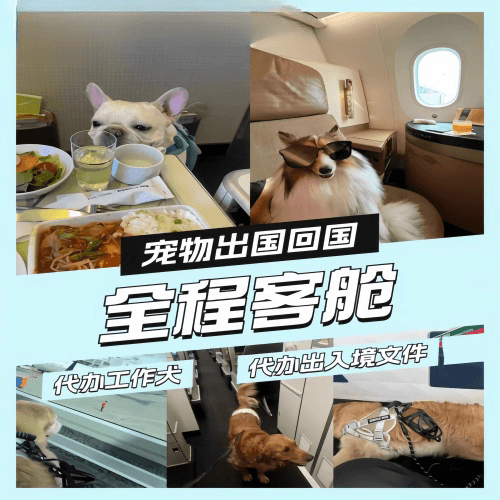 长宁区宠物托运到白俄罗斯宠物入境规定和要求