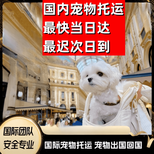 长宁区到澳大利亚（澳洲）宠物入境规定和要求
